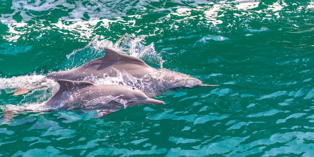 Dolphins in Egypt