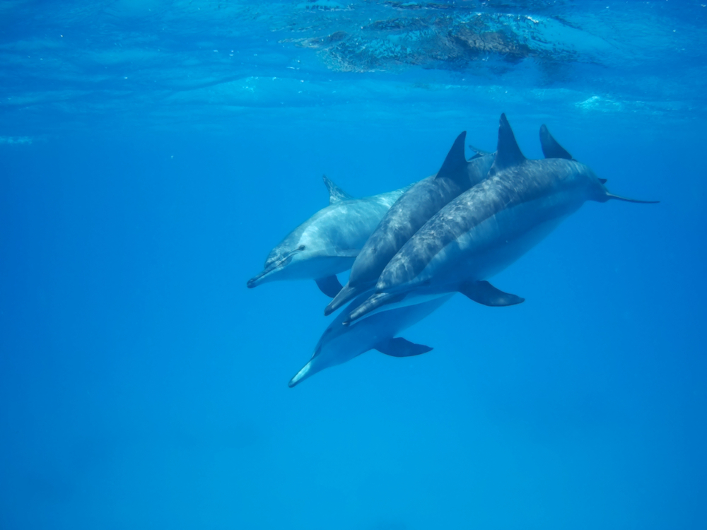  Dolphins in Sataya Reef