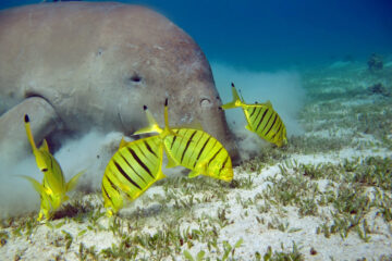 Snorkeling Abu Dabbab