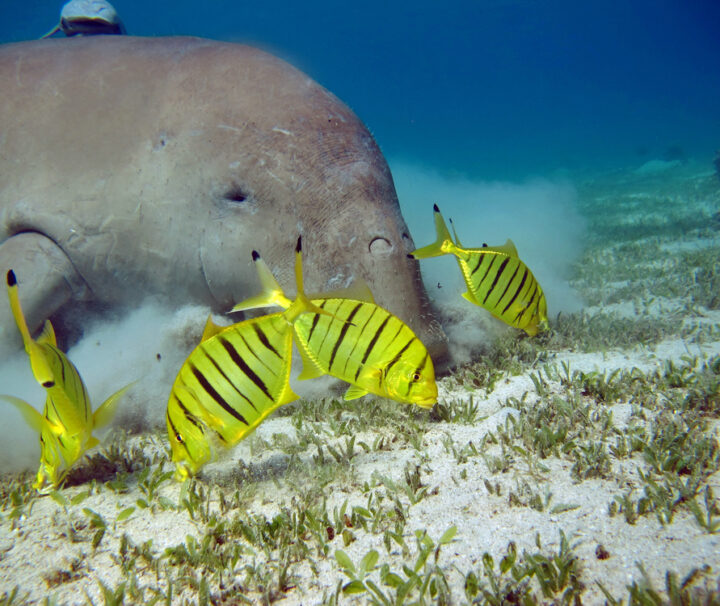 Snorkeling Abu Dabbab