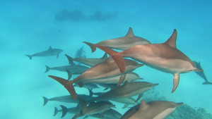 Dolphins at Sataya Reef