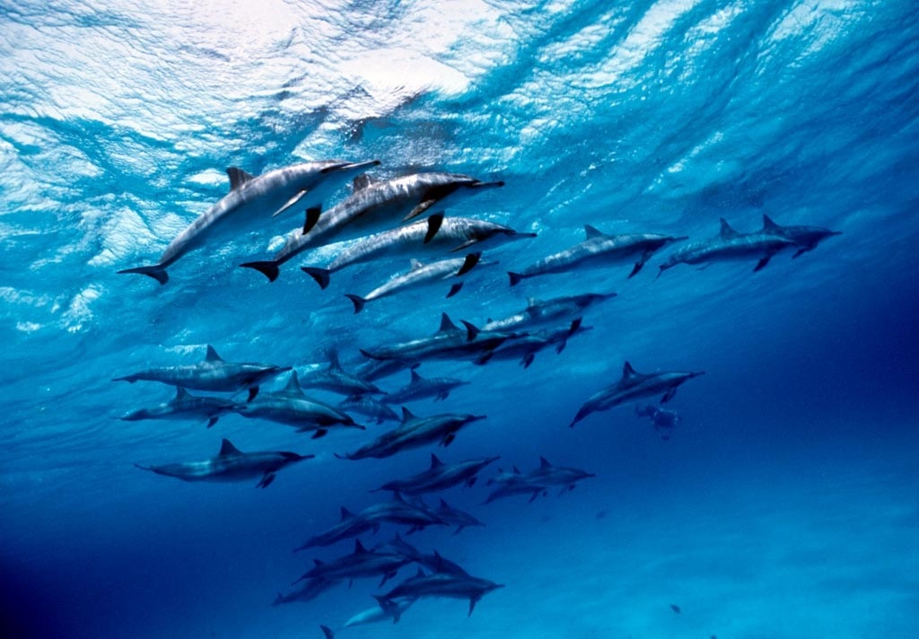 Excursión de esnórquel nocturna a Sataya Dolphin House desde Marsa Alam