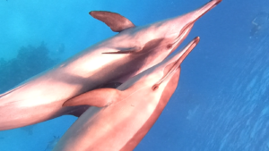 Overnight Sataya Dolphin house Snorkeling trip from Marsa Alam