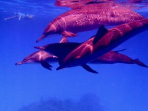 Spinner dolphins, Sataya reef