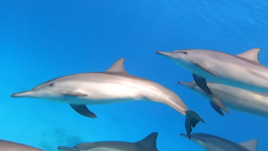 Swim with dolphins, Sataya dolphin house