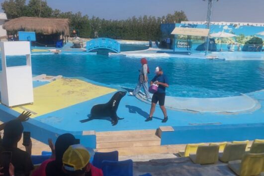 Dolphin Photo Sessions Makadi Bay