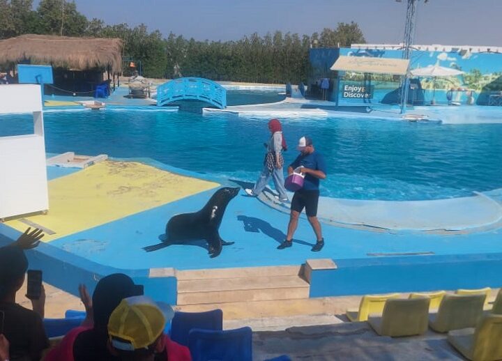 Dolphin Photo Sessions Makadi Bay