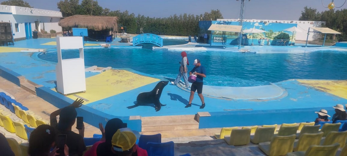 Dolphin Photo Sessions Makadi Bay