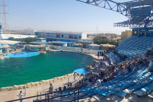 Makadi Dolphin Show Tour