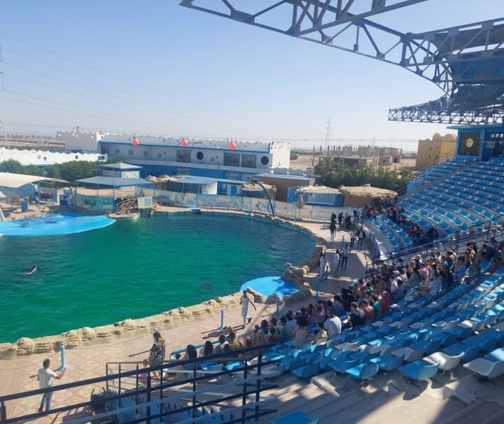Makadi Dolphin Show Tour