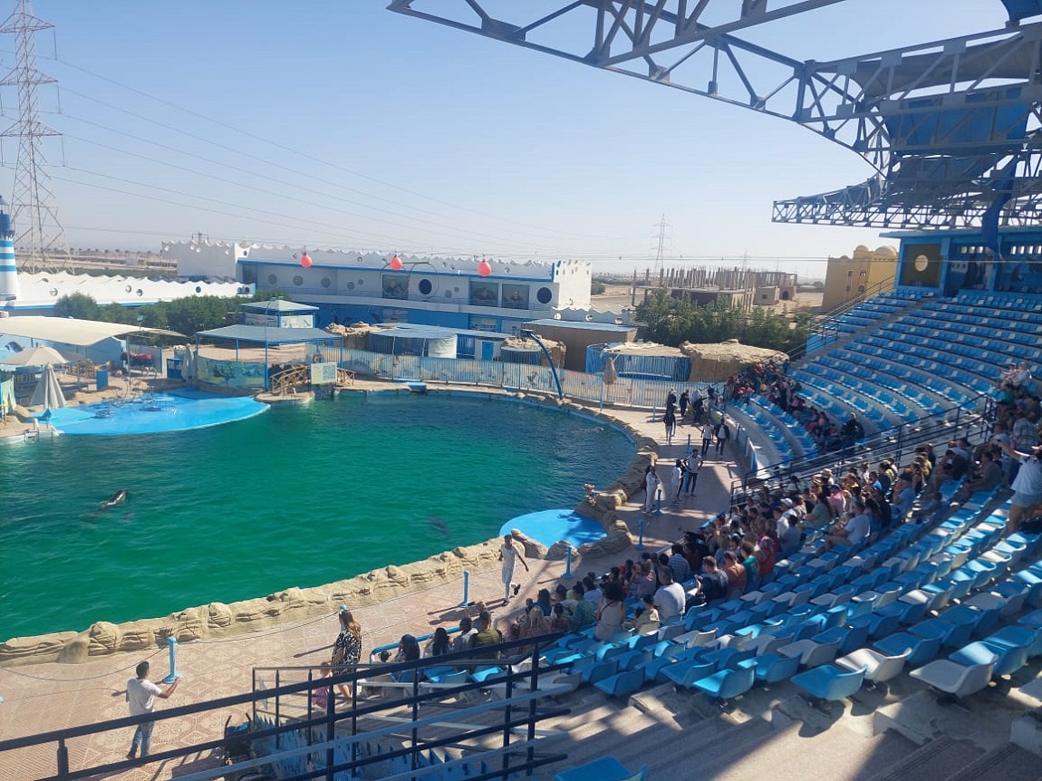Makadi Dolphin Show Tour