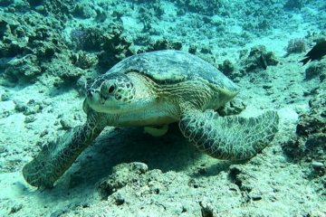 Marsa Mubarak Snorkeling Trip from Port Ghalib