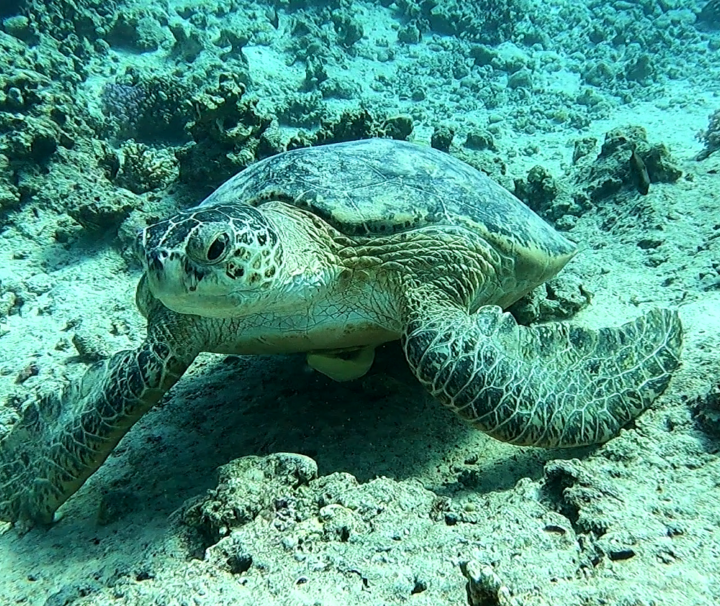 Marsa Mubarak Snorkeling Trip from Port Ghalib